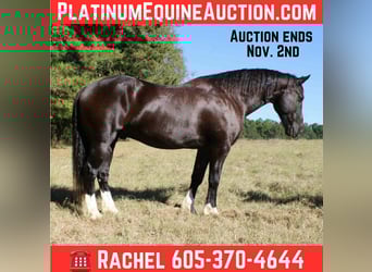 Percheron, Wallach, 9 Jahre, 155 cm, Rappe