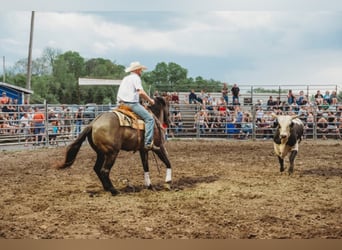 Percheron, Wallach, 9 Jahre, 160 cm, Grullo