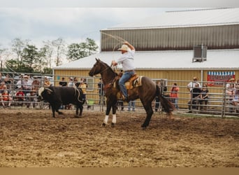 Percheron, Wallach, 9 Jahre, 160 cm, Grullo