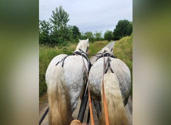 Percheron, Wallach, 9 Jahre, 174 cm, White