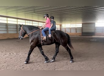 Percheron, Wallach, 9 Jahre, 183 cm, Rappe