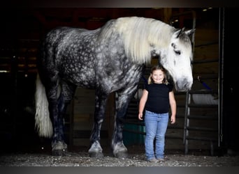 Percheron Mix, Wallach, 9 Jahre, Apfelschimmel