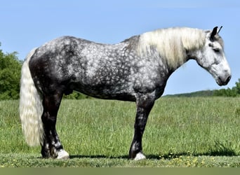 Percheron Mix, Wallach, 9 Jahre, Apfelschimmel