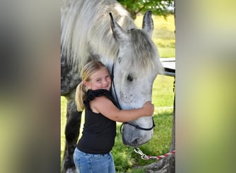 Percheron Mix, Wallach, 9 Jahre, Apfelschimmel