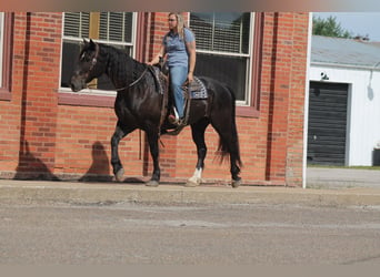 Percheron Mix, Wallach, 9 Jahre, Rappe