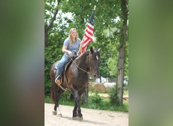Percheron Mix, Wallach, 9 Jahre, Rappe