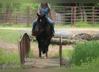 Percheron Mix, Wallach, 9 Jahre, Rappe