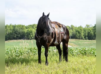 Percherón, Yegua, 11 años, Negro