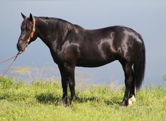 Percherón, Yegua, 12 años, 165 cm, Negro