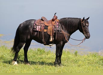 Percherón, Yegua, 12 años, 165 cm, Negro