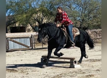 Percherón Mestizo, Yegua, 13 años, 160 cm, Negro