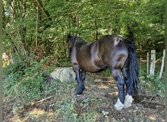 Percherón, Yegua, 14 años, 175 cm, Negro