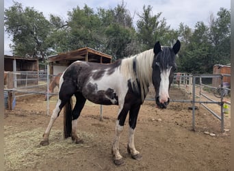 Percherón, Yegua, 3 años, 160 cm, Tobiano-todas las-capas