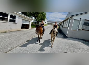 Percherón Mestizo, Yegua, 4 años, 157 cm, Palomino