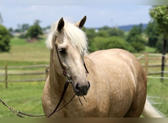 Percherón Mestizo, Yegua, 4 años, 157 cm, Palomino