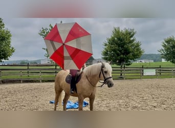 Percherón Mestizo, Yegua, 4 años, 157 cm, Palomino