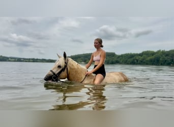 Percherón Mestizo, Yegua, 4 años, 157 cm, Palomino