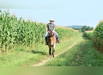 Percherón Mestizo, Yegua, 4 años, 160 cm, Castaño-ruano
