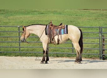 Percherón Mestizo, Yegua, 4 años, 160 cm, Castaño-ruano