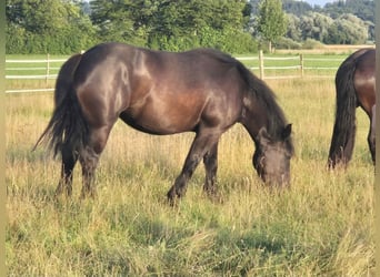 Percherón, Yegua, 4 años, 164 cm, Negro