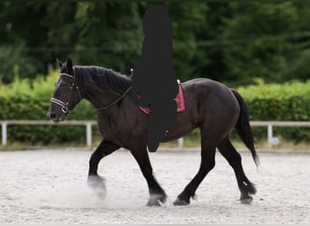 Percherón, Yegua, 4 años, 164 cm, Negro