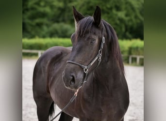 Percherón, Yegua, 4 años, 164 cm, Negro