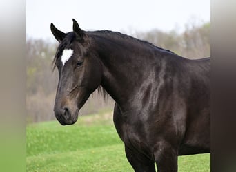 Percherón Mestizo, Yegua, 4 años, Negro