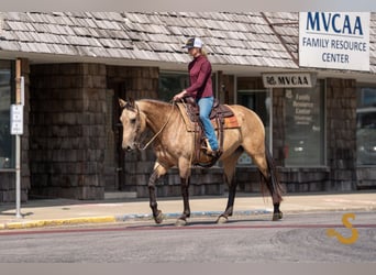Percherón Mestizo, Yegua, 5 años, 160 cm, Buckskin/Bayo
