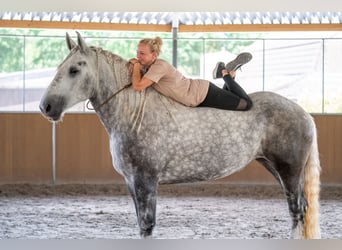 Percherón, Yegua, 5 años, 167 cm, Tordo rodado