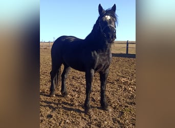 Percherón, Yegua, 5 años, 172 cm, Negro