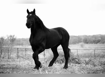 Percherón, Yegua, 5 años, 173 cm, Negro