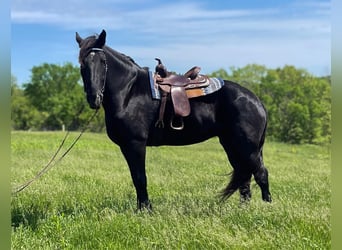 Percherón, Yegua, 7 años, Negro