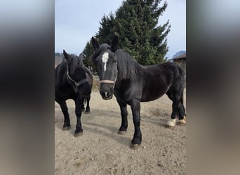 Percherón, Yegua, 9 años, 163 cm, Negro