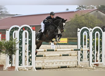 Hannoveraan, Hengst, 8 Jaar, 170 cm, Donkerbruin