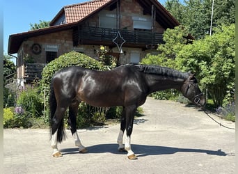 Hannoveraner, Hengst, 9 Jahre, 170 cm, Dunkelbrauner