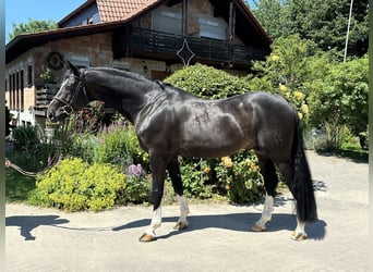 Hannoveriano, Semental, 8 años, 170 cm, Castaño oscuro