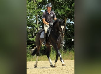 Hanoverian, Stallion, 8 years, 16.2 hh, Bay-Dark