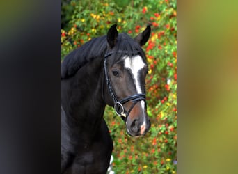 Hanoverian, Stallion, 8 years, 16.2 hh, Bay-Dark