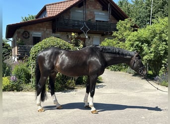 Koń hanowerski, Ogier, 8 lat, 170 cm, Ciemnogniada