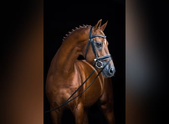 Hanoverian, Stallion, 22 years, 16.2 hh, Chestnut-Red