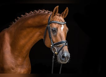 Hanoverian, Stallion, 22 years, 16.2 hh, Chestnut-Red
