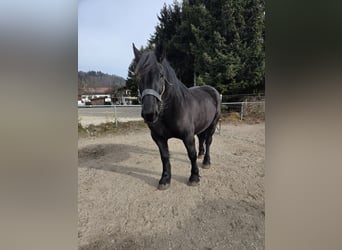 Perszeron, Klacz, 10 lat, 172 cm, Kara