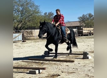 Perszeron Mix, Klacz, 13 lat, 160 cm, Kara