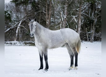 Perszeron Mix, Klacz, 3 lat, 157 cm, Siwa