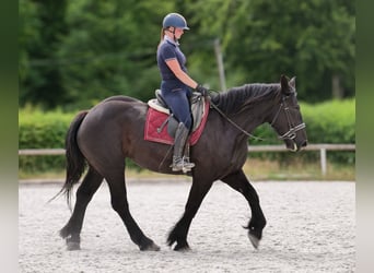 Perszeron, Klacz, 3 lat, 160 cm, Kara