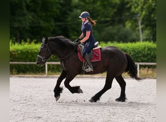 Perszeron, Klacz, 3 lat, 160 cm, Kara