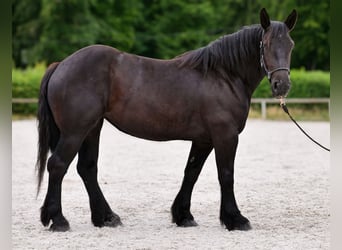 Perszeron, Klacz, 3 lat, 160 cm, Kara