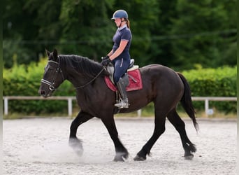 Perszeron, Klacz, 3 lat, 160 cm, Kara