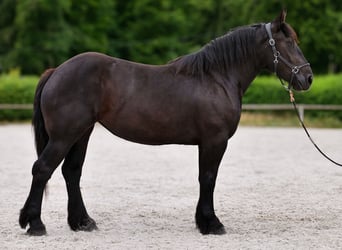 Perszeron, Klacz, 3 lat, 160 cm, Kara