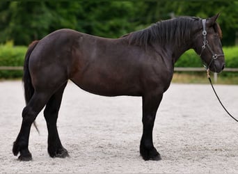 Perszeron, Klacz, 3 lat, 160 cm, Kara